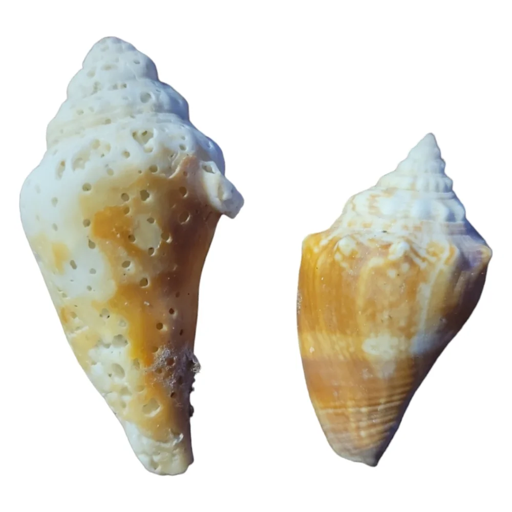 Seashells From South Padre Island Mixed Whole & Interesting Pieces.
